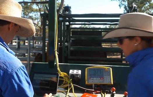 Meat and Livestock Australia Transforms Digital Operations with Data Modernization