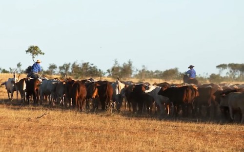 Meat and Livestock Australia Transforms Digital Operations with Data Modernization  